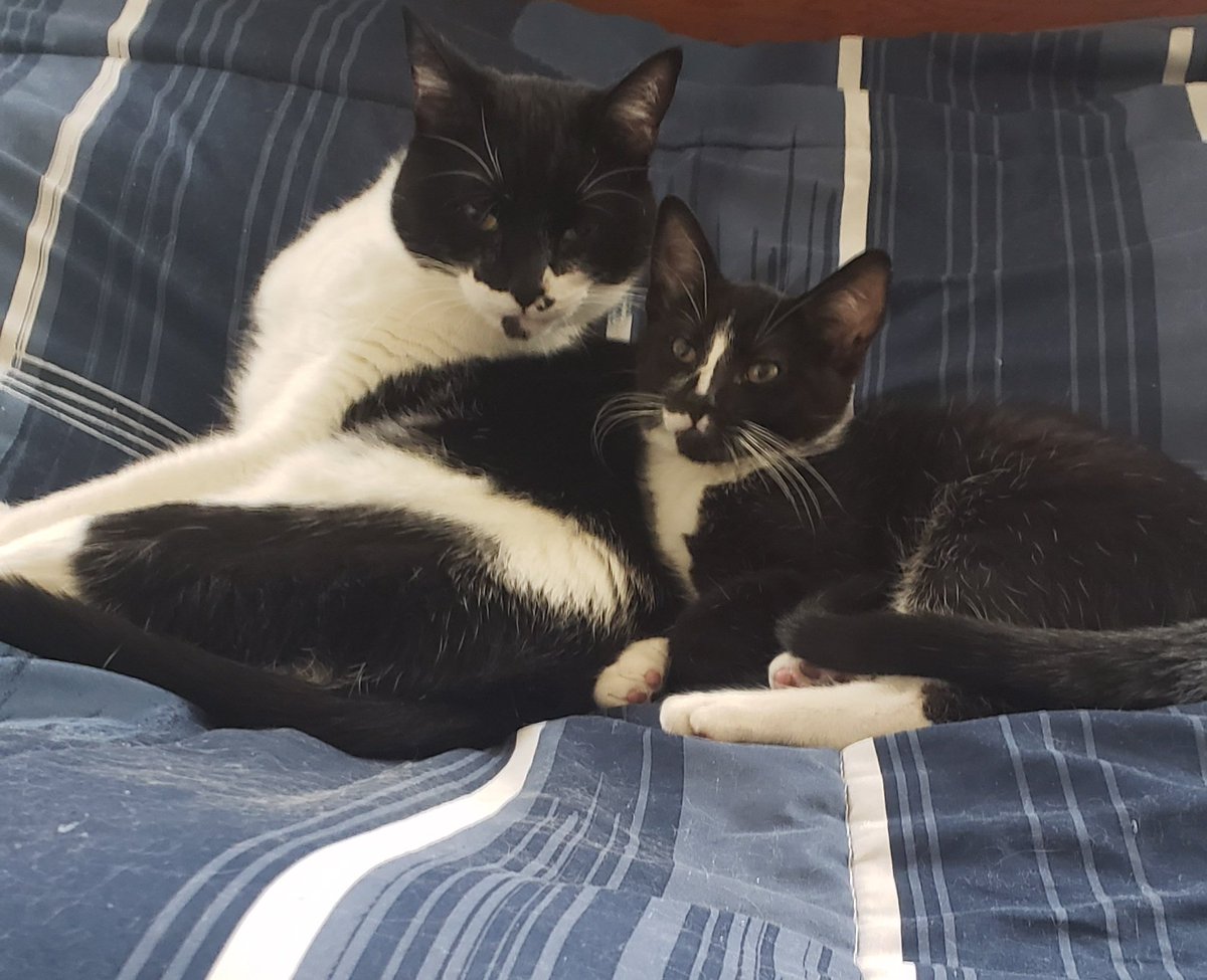 Cuddling didn't take long 💙🥰😍#figaro #shadow #kitten #spike #catslife #tuxie #tuxiegang #tuxiesrule #tuxedocats #gingerkitty #bondedbrothers #CatsLover #BondedPair
#tuxedocat #caturdaycuties #AdoptDontShop #lovemycats