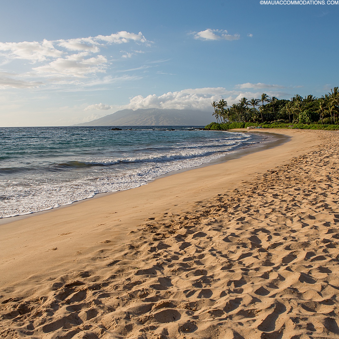 POLL: Do you prefer to visit Maui during the summer or winter? 

#allaboutmaui #mauihawaii #mauivacation