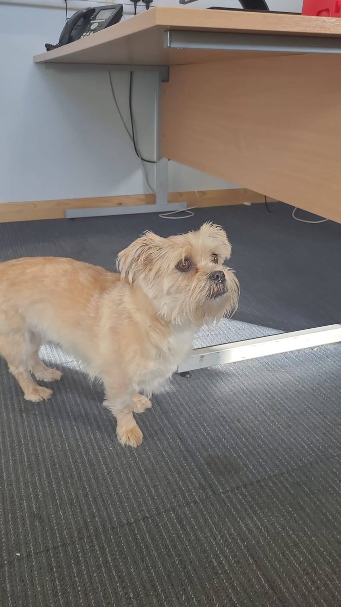 PSOSSouthHigh's tweet photo. Fort William police are appealing for any info on the identity or owners of this dog. She was handed into the station overnight. Enquiries have provided no inf to help.  Any help would be much appreciated. Please call 101 asking to speak to the duty Sergeant in Fort William. https://t.co/722GbKuic0