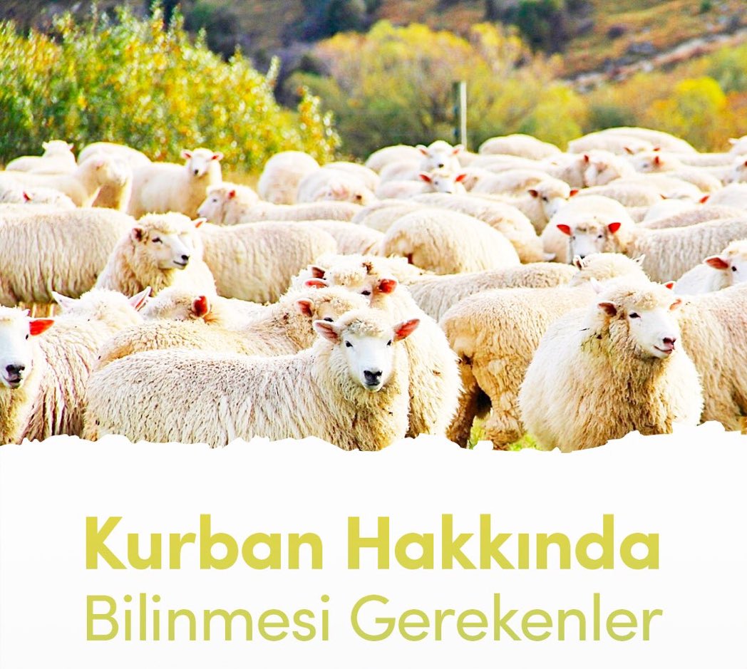 Kurban Hakkında Bilinmesi Gerekenler⬇️

Ancak VerdiğinSenindir