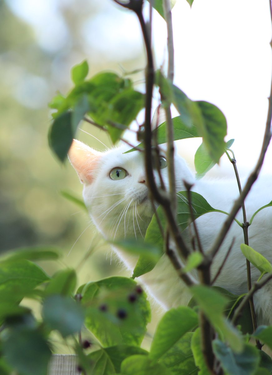 Vanmorgen maakte ik deze foto van een van mijn katten. En daar ben ik best een beetje trots op. 😅😁 #Fotografie #canon