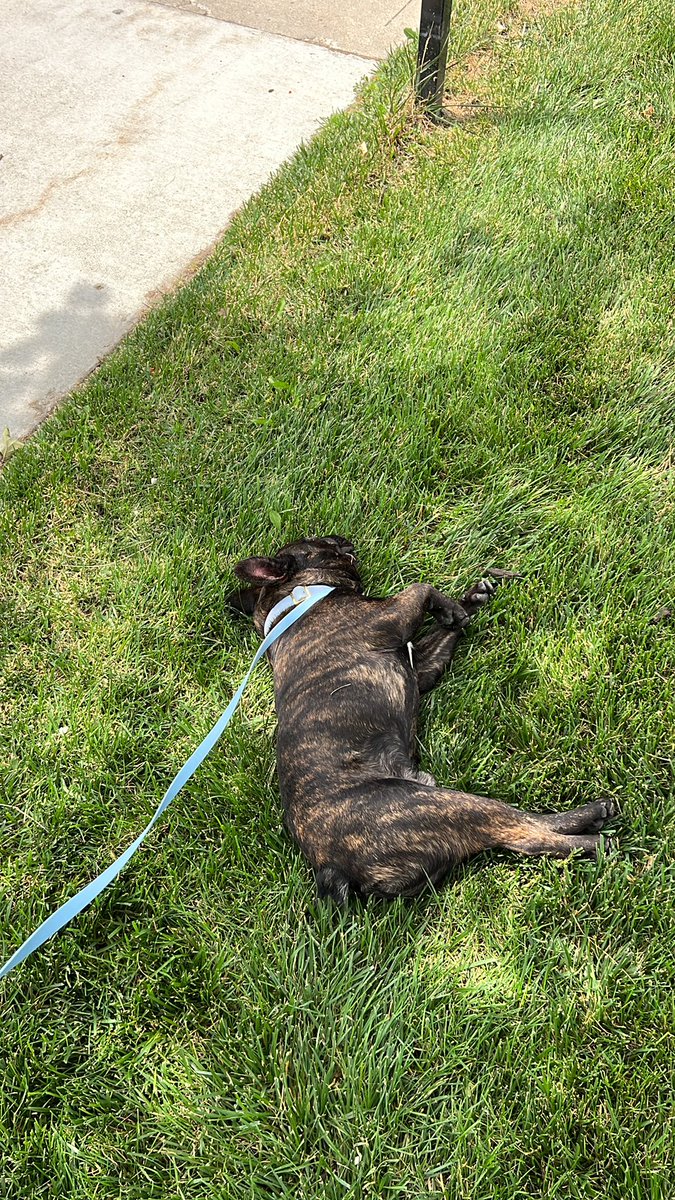 so much for our afternoon walk