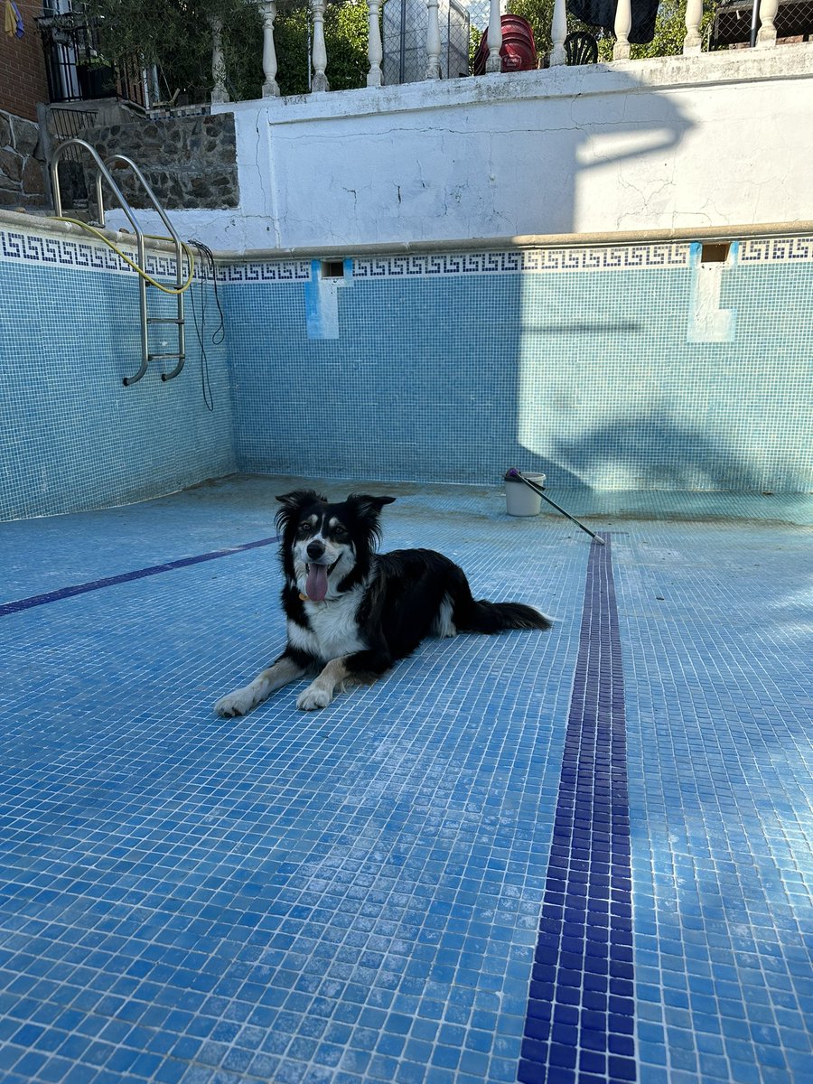 Helping with the swimming pool cleaning 😌