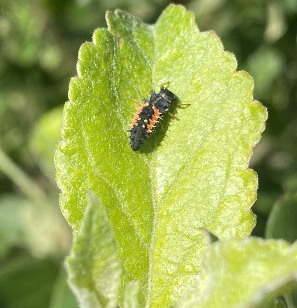 AlanEDown's tweet photo. At last I’m finding #ladybird larvae all over the place. This is on apple trees.
#naturalpredator #gardenersfriend https://t.co/gG2LgJlAsf