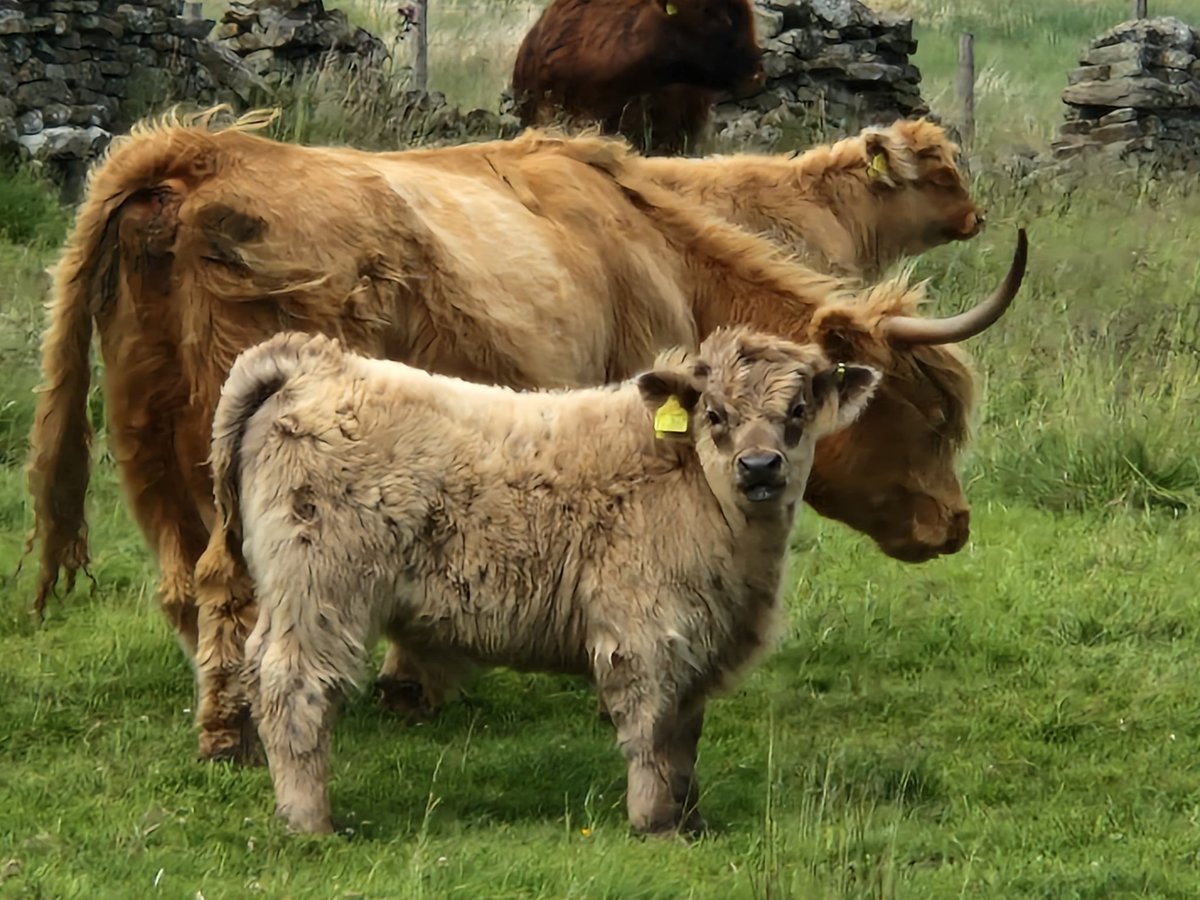 I'm so in love with my photo this afternoon I've had an amazing day with my partner in crime my soul mate my rock #June24th #Cumbria #HighlandCoo #Countryside #birthdaygirl #NaturePhotography #WorcestershireHour @MarkCloseAlston @Freedom_Capture @MarkBWorcester