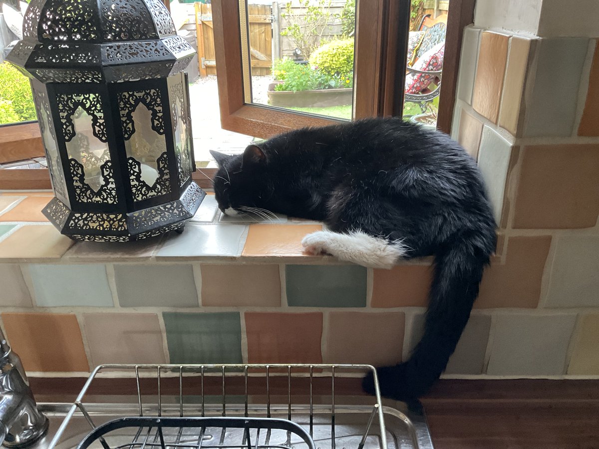 AndTwiglet's tweet photo. Sorry we haven’t been around lately, mom normally works from home but she’s been in a thing called an “office” for the last few weeks, anyway it’s hot and humid here so best #Hedgewatch  we can do 🥵 https://t.co/XYGvNaAyQI