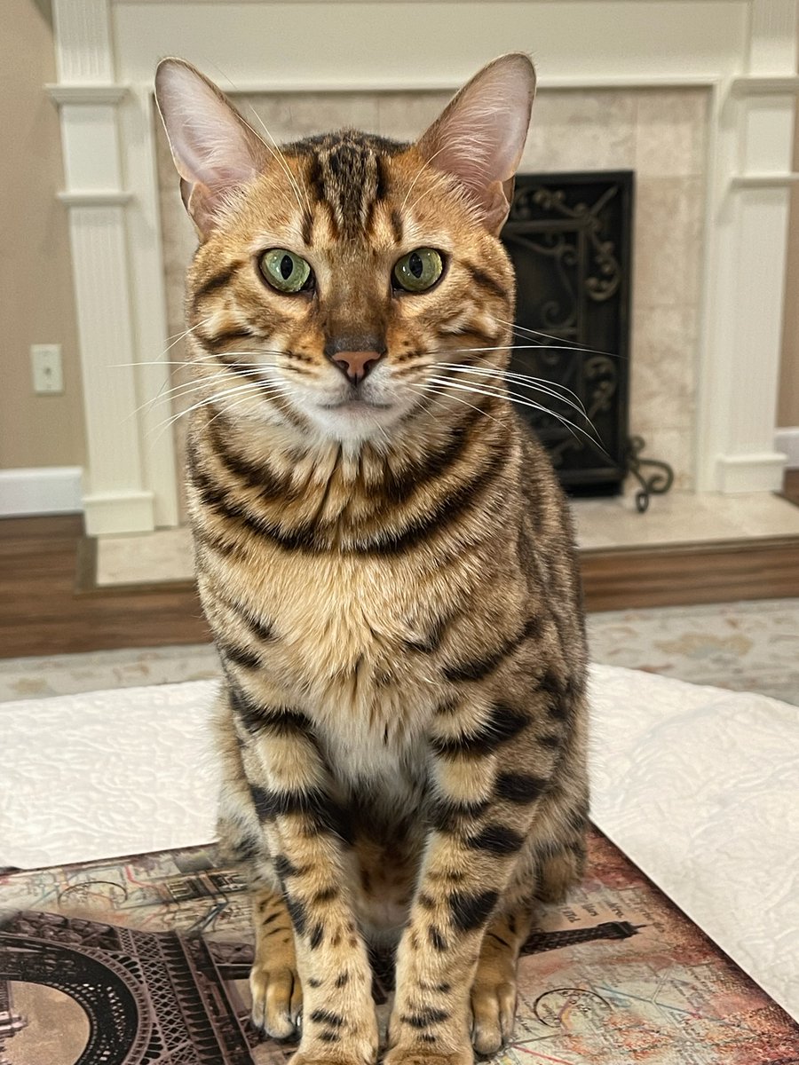 Cooper is enjoying his #Caturday morning. #CatsOfTwitter #CatsLover #CatsOnTwitter #CatsAreFamily #cat #BengalCats