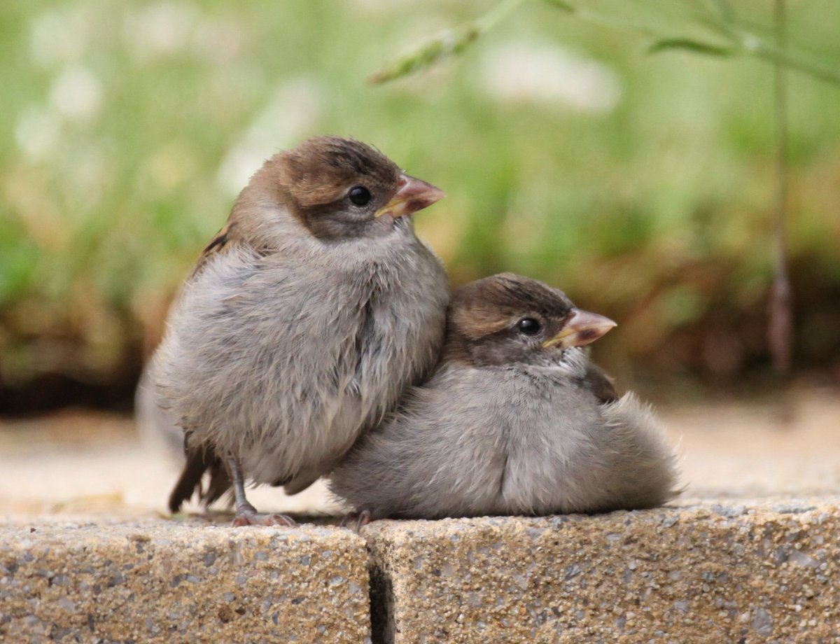 How cute are these two fledgling House Sparrows 🤗 #fledglings #HouseSparrows #BirdsSeenIn2023 #BirdsOfTwitter #TwitterNaturePhotography #TwitterNatureCommunity #birds #birdphotography #nature #naturelover #wildlife #wildlifephotography