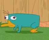 imJustRed's tweet photo. What IF Phineas and Ferb's pet Perry is actually Perry The Platypus aka Agent P ?? https://t.co/CpJ5M7tKsC