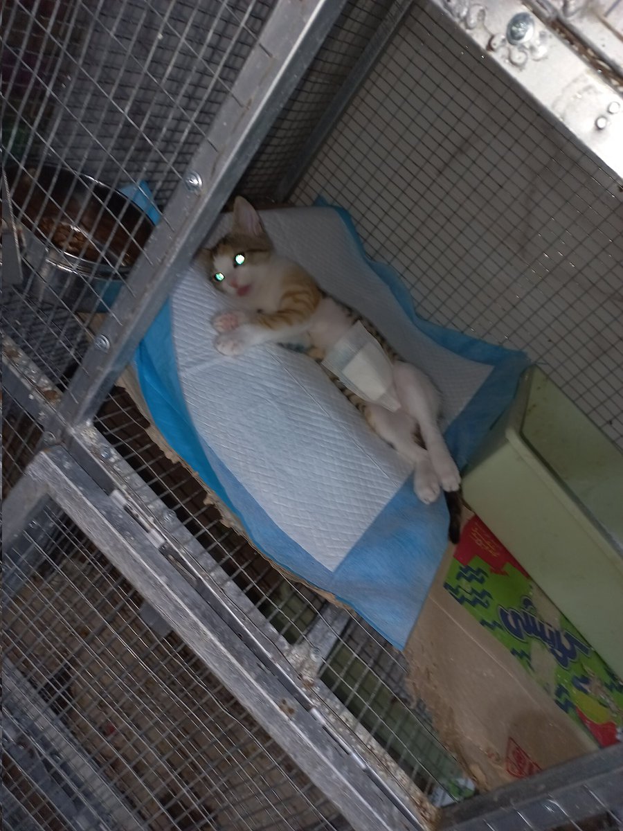 LoverHomeless's tweet photo. 🚨Update🐱I thank everyone who helped this #cat🐾Today,an operation was performed to remove the hernia.She is now safely in the veterinary clinic under treatment.The goals are$154for treatment and overnight stay for a few days in the clinic😺Please help me.https://t.co/DKN3awZQNN https://t.co/aBNvMoeIgW