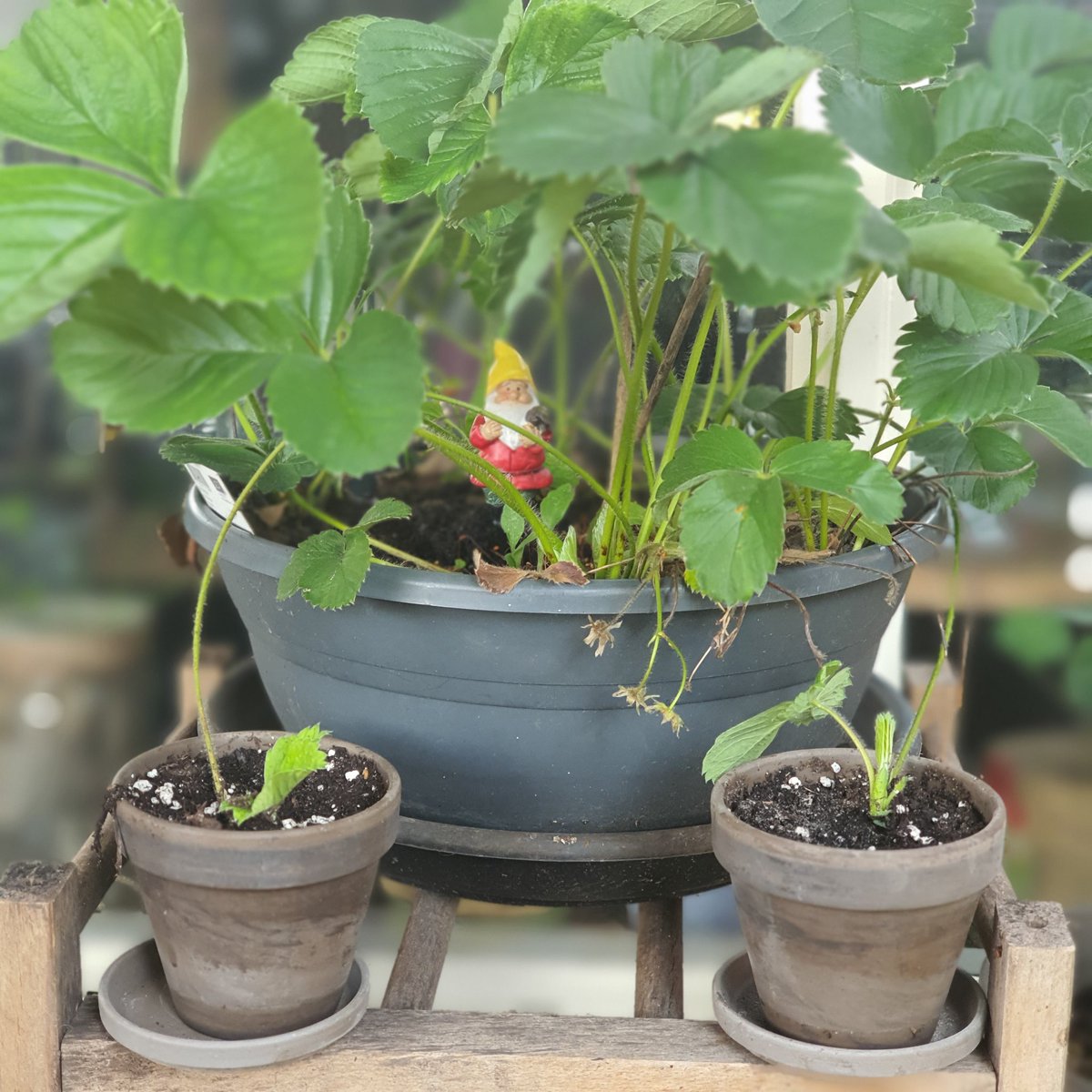 AtelierCreaRose's tweet photo. Kijk eens baby aarbeien plantjes.
Ik vind dit elk jaar weer zo leuk. π₯°
Heb ooit jaren geleden 3 #aarbeien planten gekocht en daarna nooit meer. alleen maar eigen nieuwe plantjes.
ππ±
En nu ook meteen al kraamvisite (foto 2) #MiniMoestuin https://t.co/37v2ZFlUNL