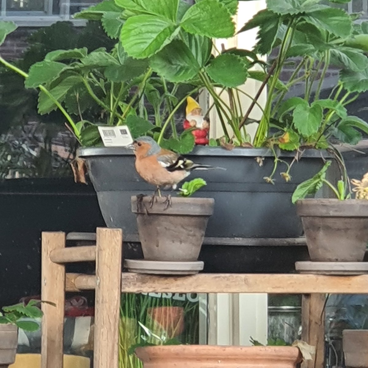 AtelierCreaRose's tweet photo. Kijk eens baby aarbeien plantjes.
Ik vind dit elk jaar weer zo leuk. π₯°
Heb ooit jaren geleden 3 #aarbeien planten gekocht en daarna nooit meer. alleen maar eigen nieuwe plantjes.
ππ±
En nu ook meteen al kraamvisite (foto 2) #MiniMoestuin https://t.co/37v2ZFlUNL