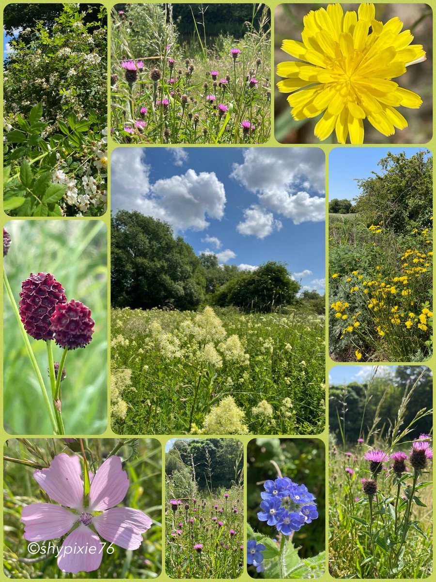 All photos taken from walks this week, I mostly take a familiar path and almost always see something in flower that I didn’t see the day before! 🌸🌿🌼🍃🌾 
#Wildflowers #FlowerHunting 
#AdventuresInNature #ThePhotoHour 
#TwitterNatureCommunity