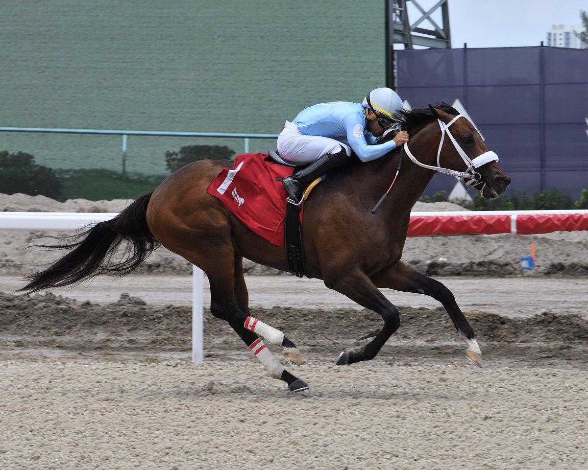 GulfstreamPark's tweet photo. Mattingly wires the field in the 3rd race, ridden by Edgar Pérez, trained by Joseph Orseno, and owned by Ironhorse Racing Stable and Harlow Stables. #GulfstreamPark #RoyalPalmMeet https://t.co/SwD6faheKc
