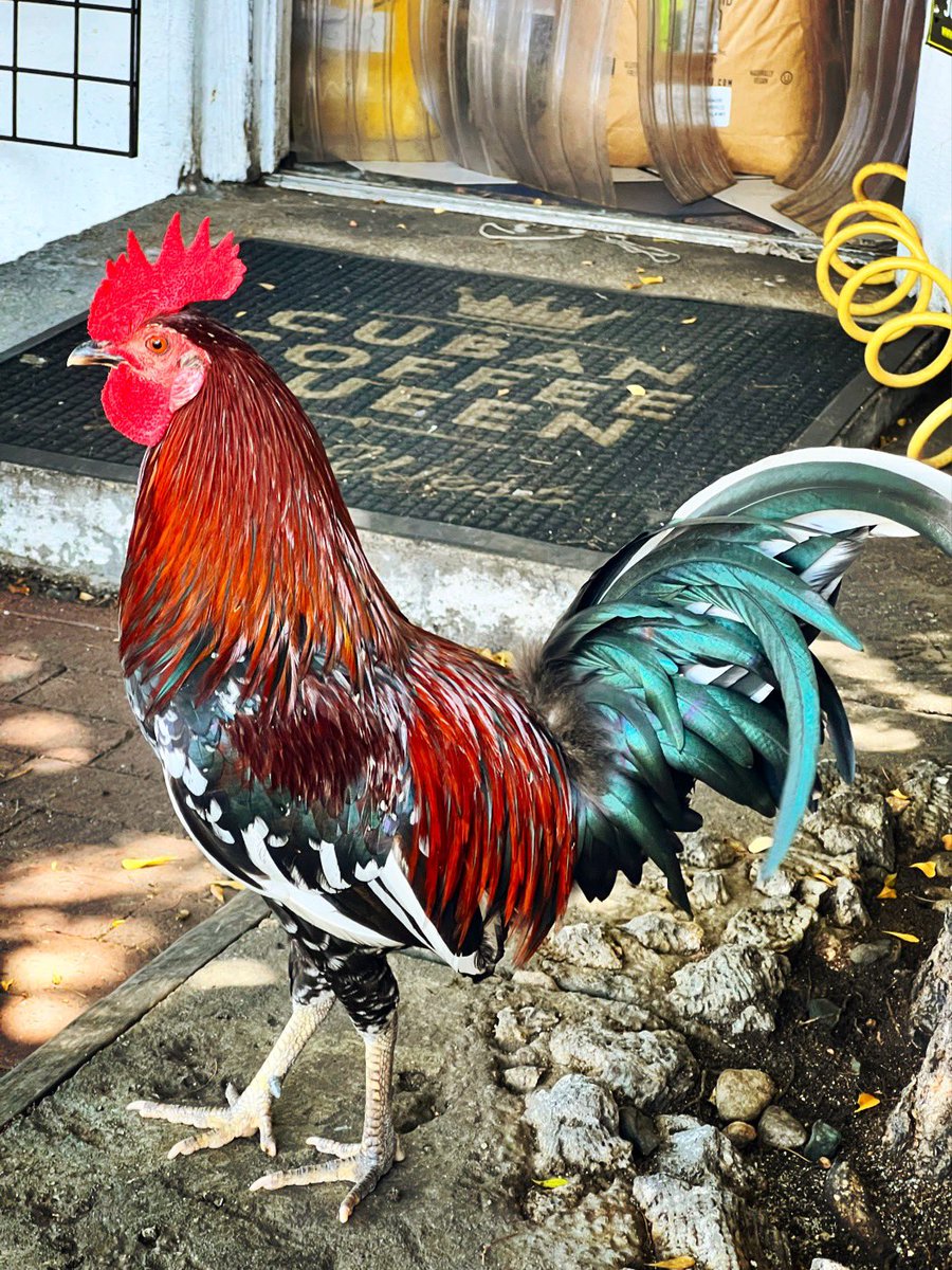 bobbydevito's tweet photo. This is an absolute unit #keywest #KWAF https://t.co/MeQ2j0ECRq