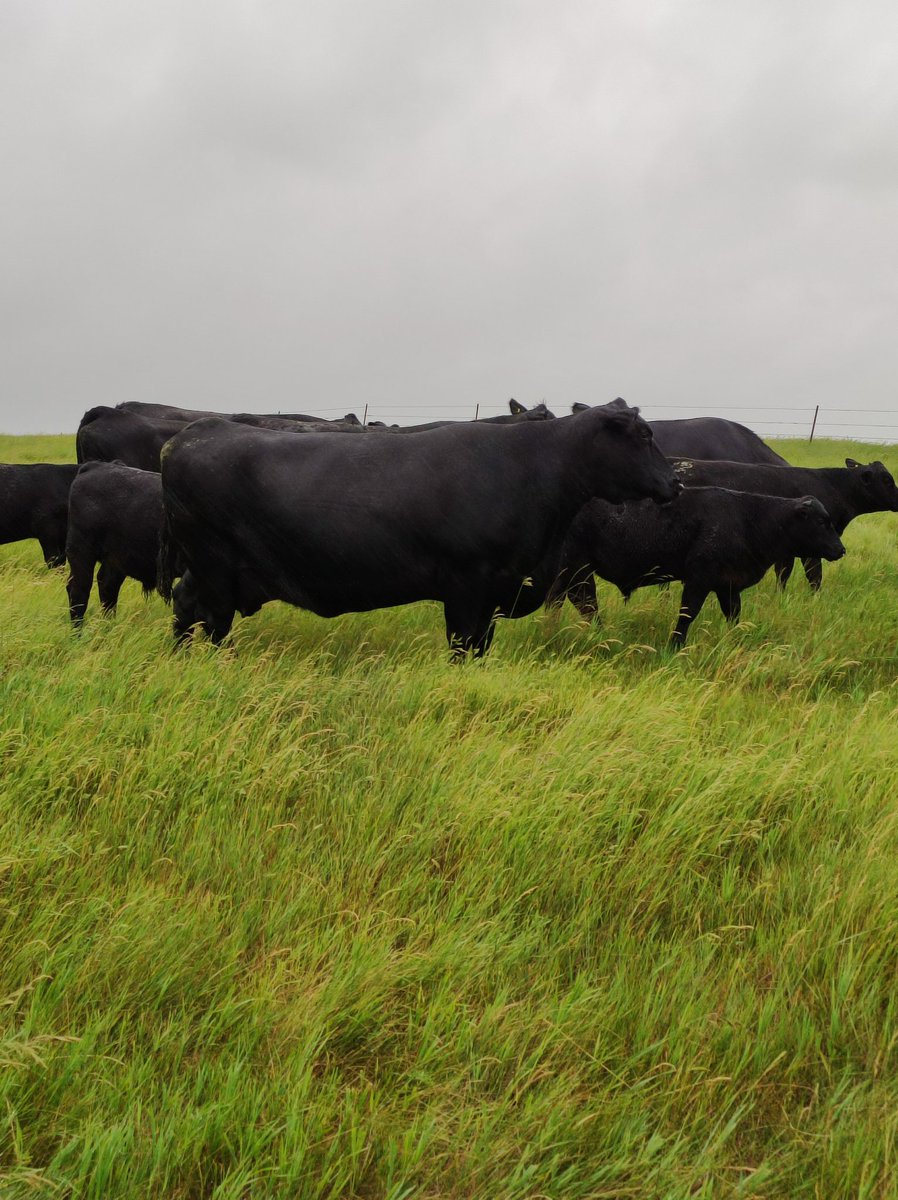 marcosrosta's tweet photo. Visitamos SAV... Una de las cabañas #angus más importantes del mundo
Impresionante las vacas, fortaleza y profundidad, muy balanceadas y todas muy parejas, tremendos animales https://t.co/wnQiabPsyn