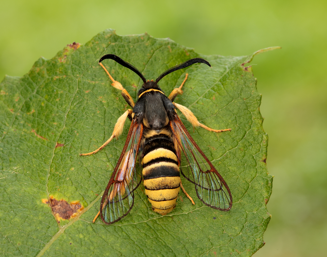 Out with the pheromone lures in D&G. 7 Red-tipped Clearwing at one site and 14 Lunar Hornet between two sites. Highlight was 5 Currant Clearwing at a single site. This is only the second record for D&G and the first since 1938. @BC_Scotland @BC_SWScotland @ukmoths @swseic