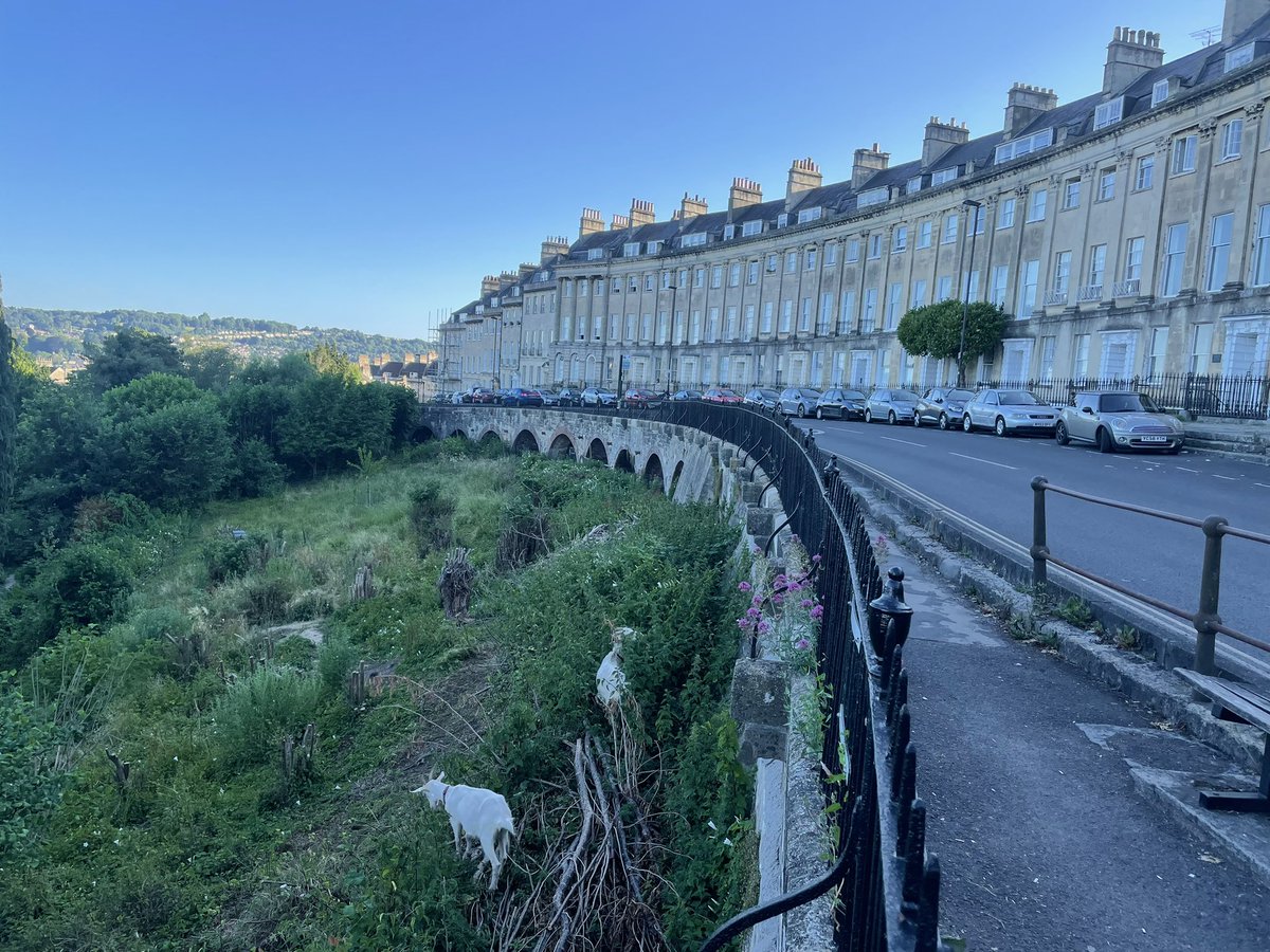 Goats doing their bit for conservation grazing in front of the Georgian splendour of Camden Crescent #30DaysWild #springwatch #wildisles