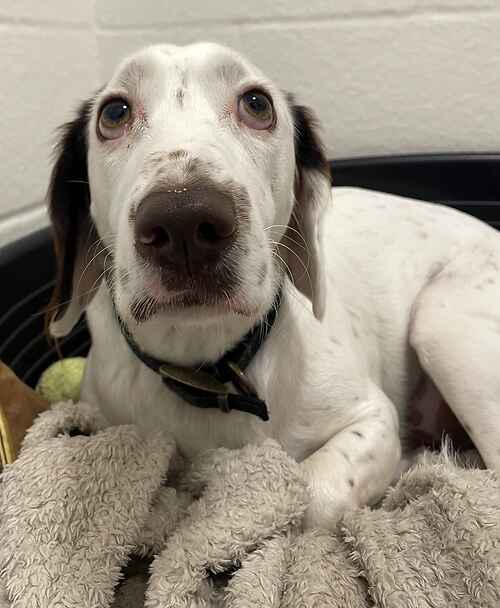Animal Adoptions UK 🐕‍🦺🐈🐎❤️ tweet media