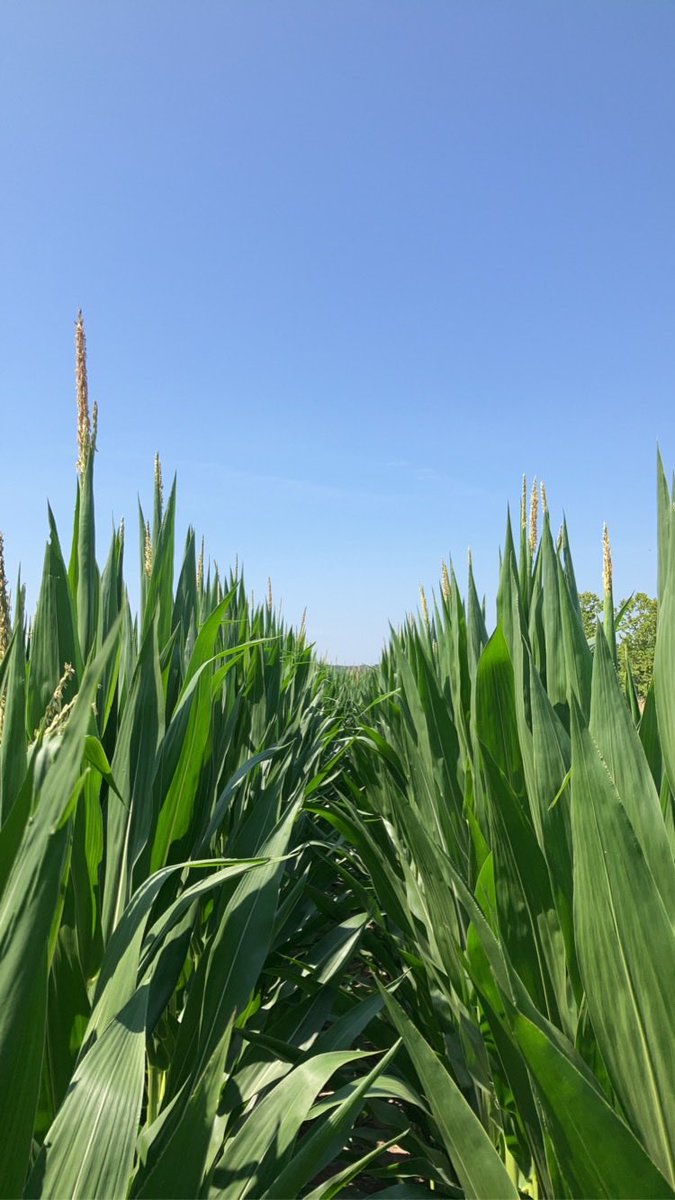 Peak water use is fast approaching for early planted corn.