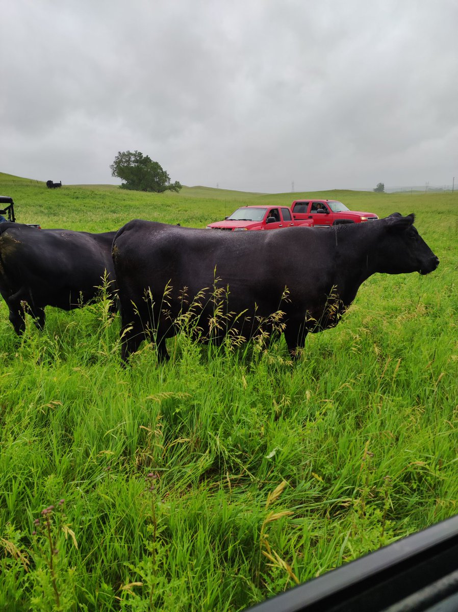 Visitamos SAV... Una de las cabañas #angus más importantes del mundo
Impresionante las vacas, fortaleza y profundidad, muy balanceadas y todas muy parejas, tremendos animales