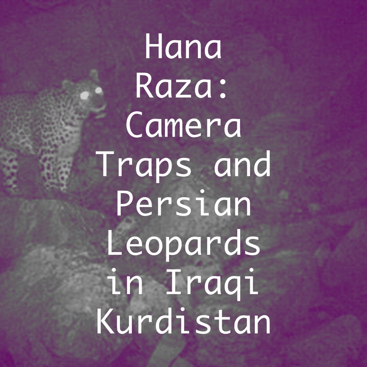 "One leopard picture taken by a camera trap made a case for nature conservation..." 
On Smart Forests Radio, <a href="/HanaRaza/">Hana Raza</a> of <a href="/LeopardsBeyond/">Leopards Beyond Borders</a> discusses finding the Persian Leopard in Iraqi Kurdistan, and the broader impacts for wildlife in the region. 
Listen: atlas.smartforests.net/en/radio/hana-…