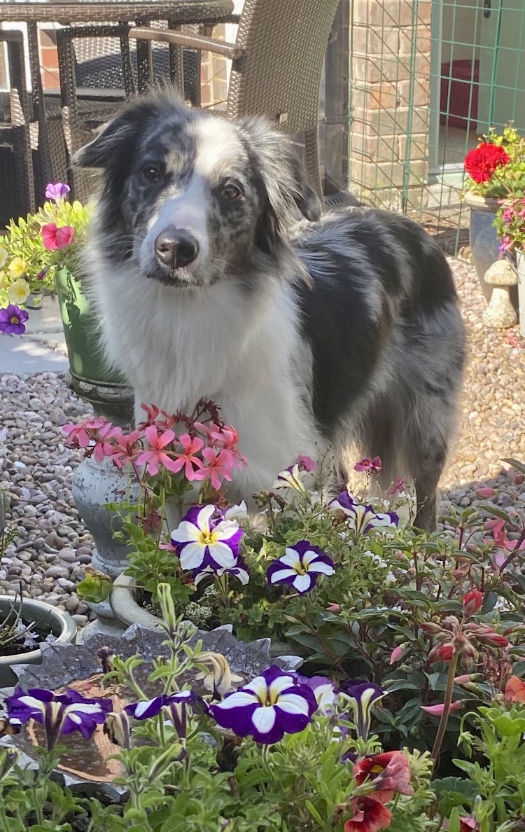 judy_6896's tweet photo. @Phil_Sledge Billie 💕 3 https://t.co/5wTYW5NISk