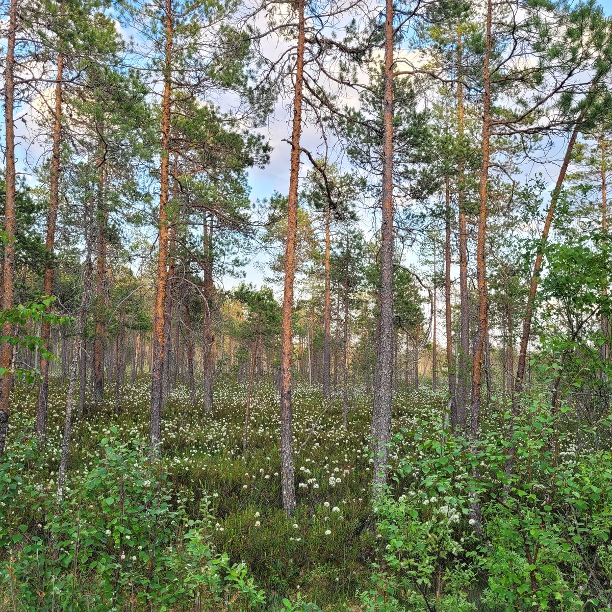 TuijaBiskop's tweet photo. Juhla ja juhannus: rauhallinen ympäristö, suopursu kukkii, sauna lämpiää ja uimavesi, vaikkakin aika kylmä, kutsuu ja ihanasti virkistää. On niin levollinen olo, kun saa vain olla!
#juhannus #Midsummer #MIDSOMMAR #suomenkesä https://t.co/S1DXzcul8D