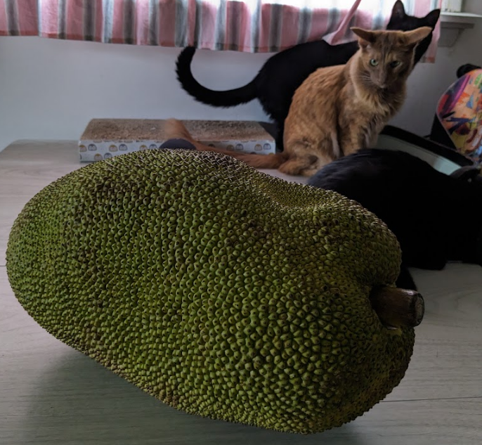 cooperandmaple's tweet photo. Maple is very suspicious of this 23lb jackfruit https://t.co/Wcla35skC9