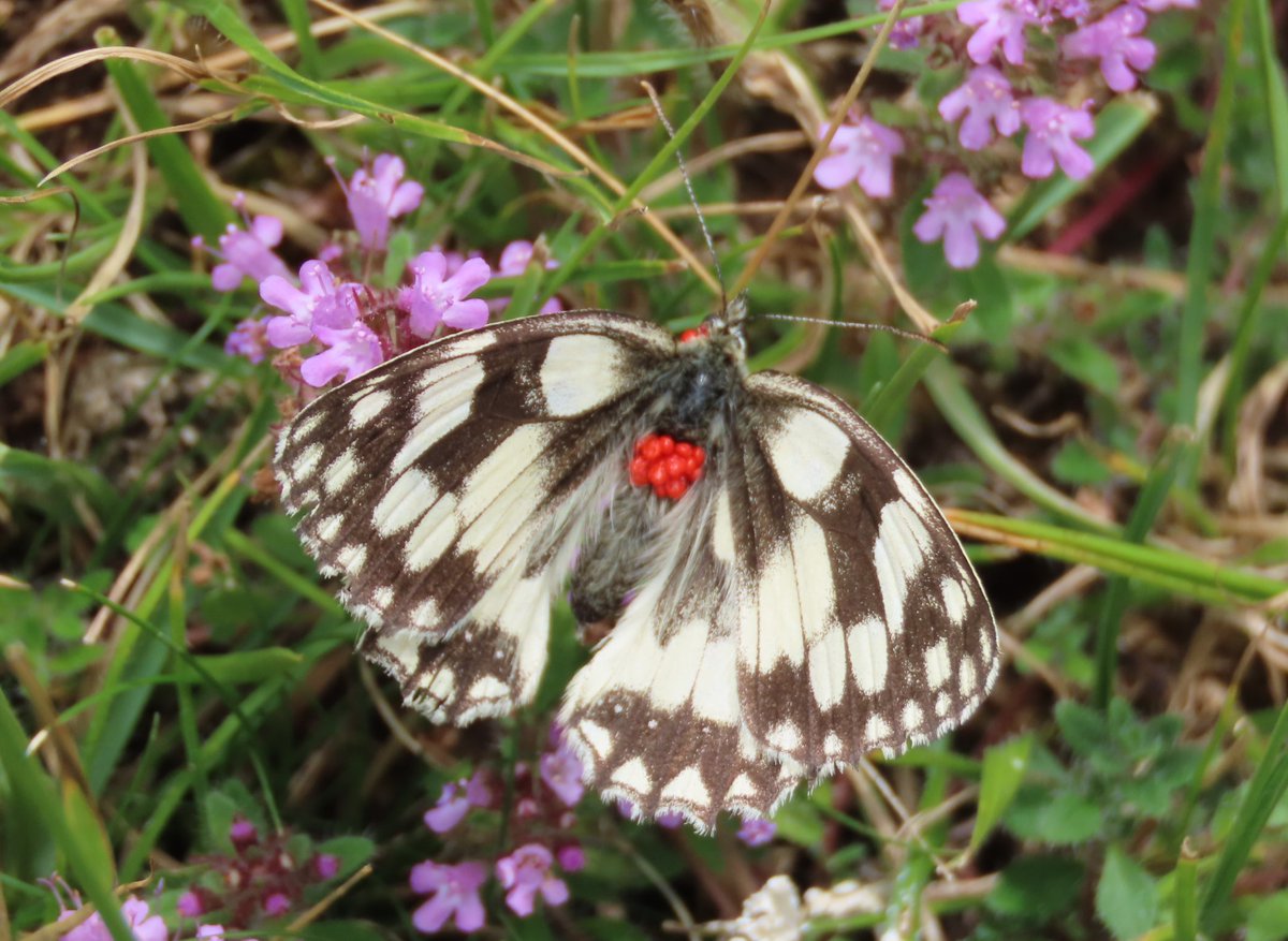 Does anyone know what the red eggs (?) are on the back of this marbled white butterfly?