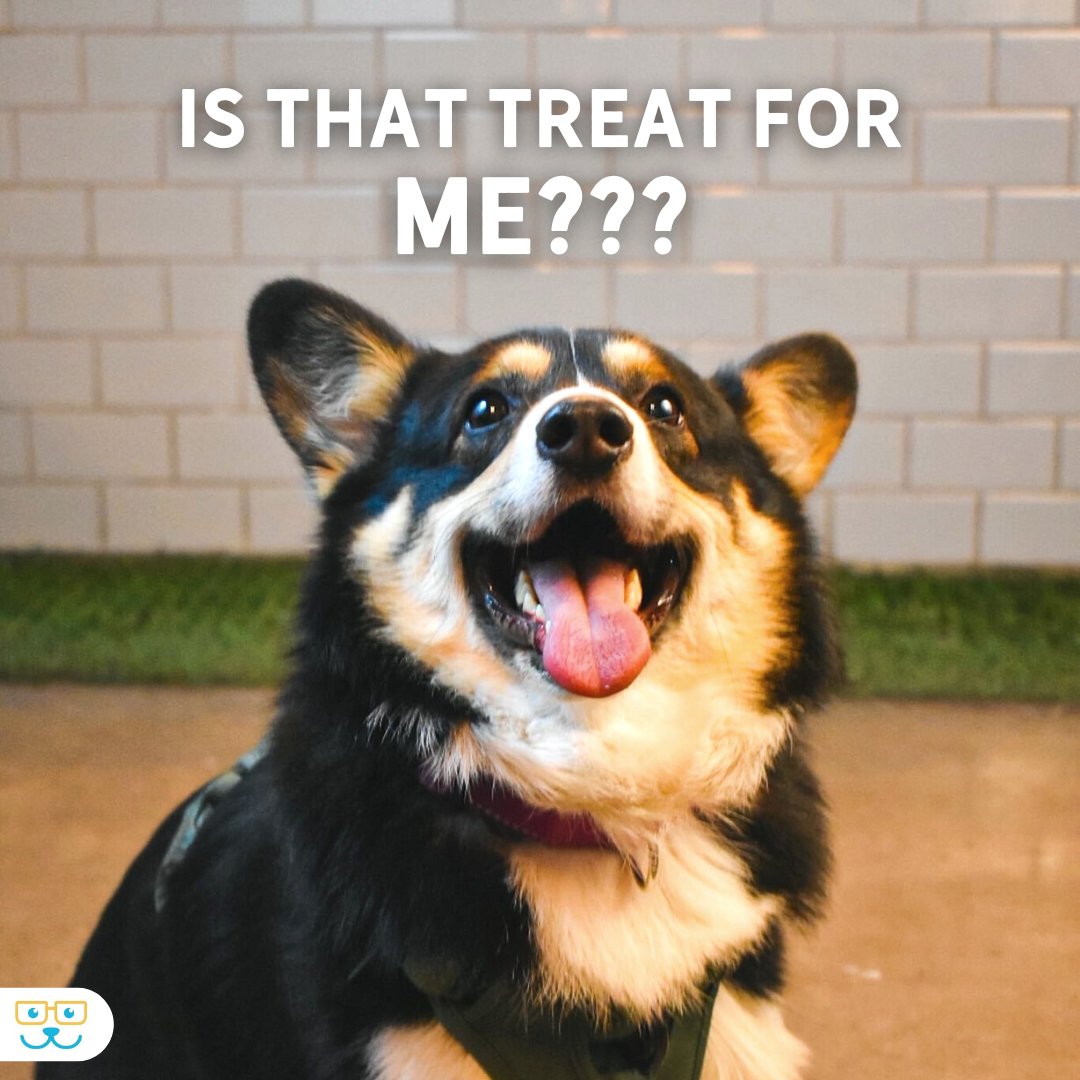 Everybody gets a treat! 🐶 

#memes #dogmeme #funnydog #bocaparkanimalhospital