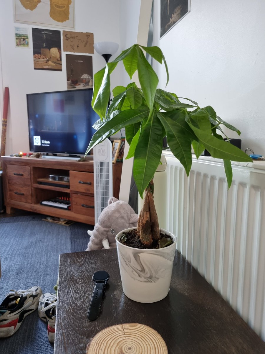 finyeates_'s tweet photo. our new plants, booba and kiki https://t.co/EiuakwwEBu