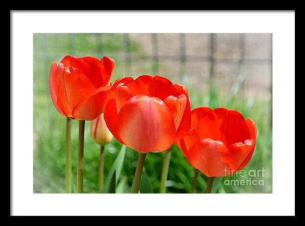 Oh, the wonderful red #tulips!
shorturl.at/flR16
#DailyBotanicalBeauty #GardenersWorld 
#flowers #red #artwork