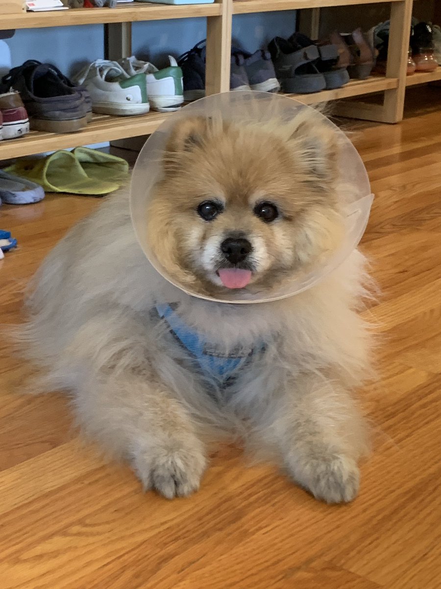 babychunkl's tweet photo. scrungly chuckles wishes u a happy saturday! https://t.co/xO5wSmGffy
