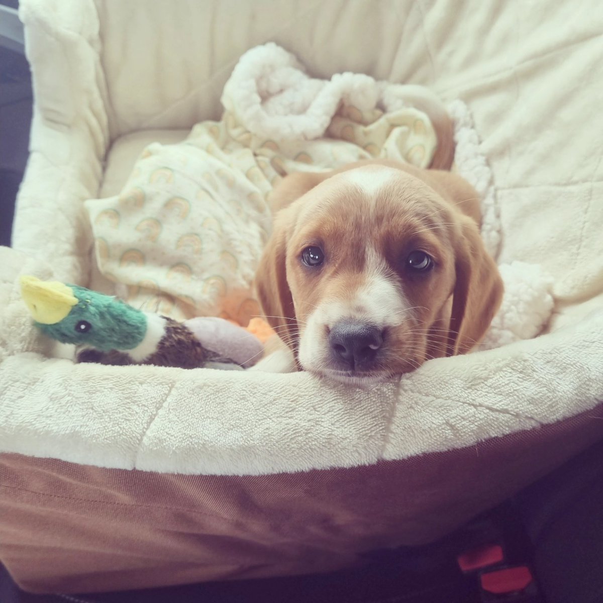 TalesSophie's tweet photo. New member of the Tales family has arrived home 🐶 #cockador https://t.co/3UVH4zKT4s