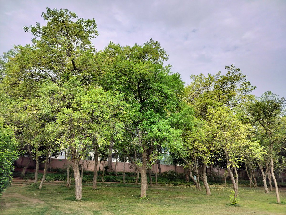 delhitrees's tweet photo. Talkatora Garden is home to scores of Kaim aka true Kadamb trees (Mitragyna parvifolia), which have bloomed into heavenly fragrant flowers. The tree is said to be a favourite of Lord Krishna and many of his childhood plays centre around it. https://t.co/FkpMds6Xip
