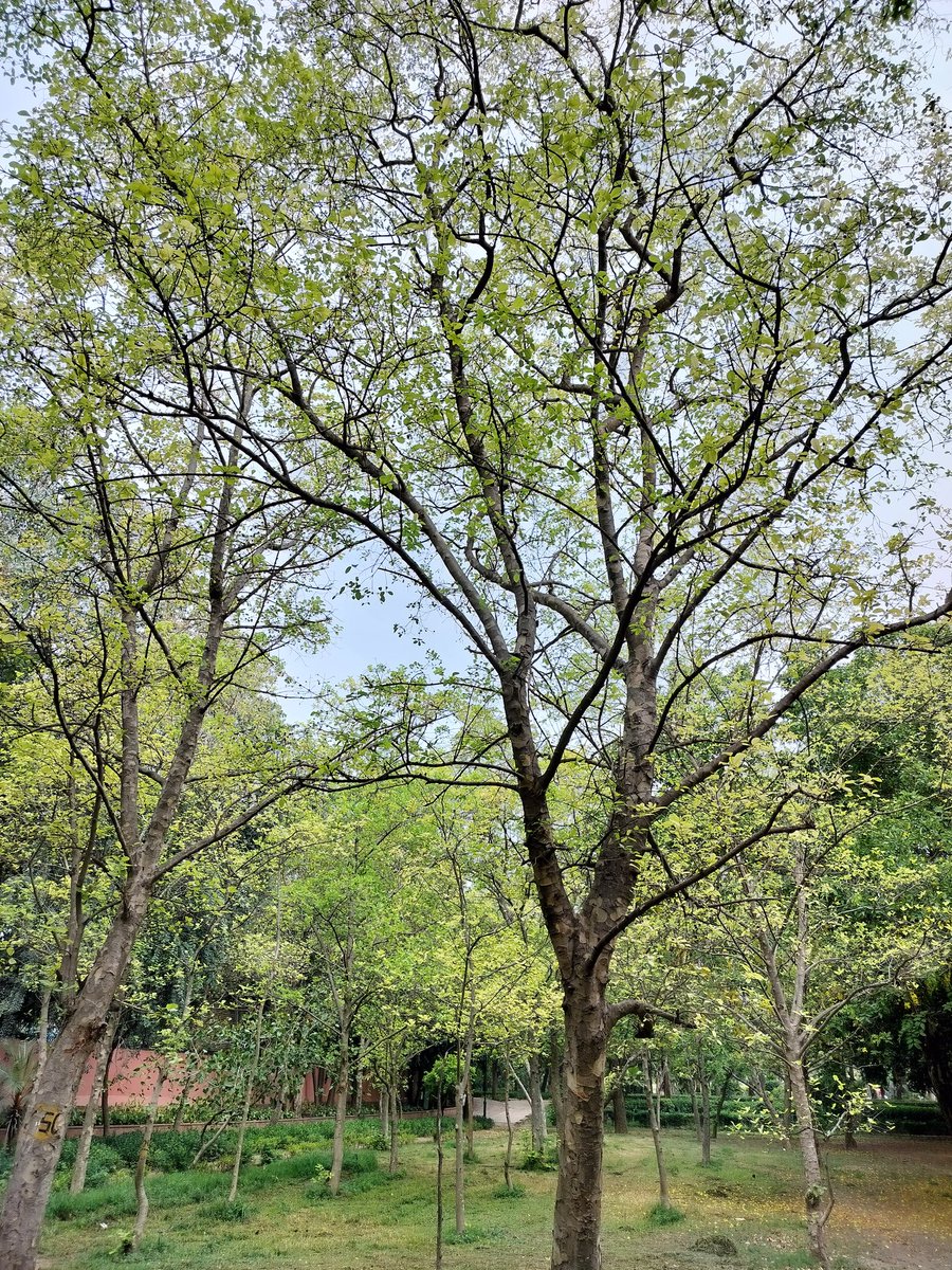 delhitrees's tweet photo. Talkatora Garden is home to scores of Kaim aka true Kadamb trees (Mitragyna parvifolia), which have bloomed into heavenly fragrant flowers. The tree is said to be a favourite of Lord Krishna and many of his childhood plays centre around it. https://t.co/FkpMds6Xip
