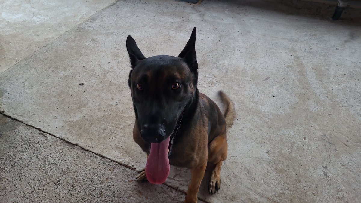 Panama is a beautiful place. Good crew of lads, good work being done. Many drinks and laughs to be had.

Ft. Appa our anti-poaching dog. Tough as nails, sweet as heck.