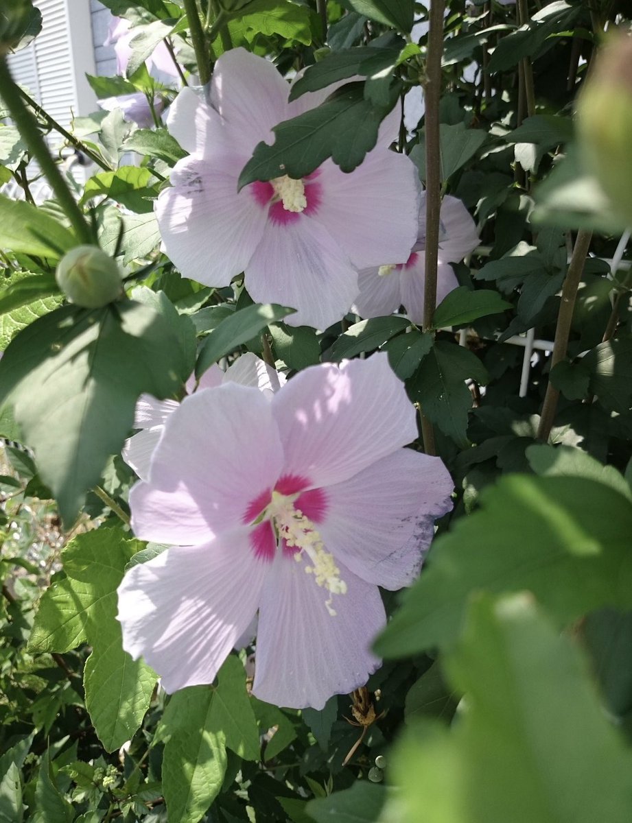 @HARTResearch @sjholt50 @VenetiaJane @LisaMSutch @christinedemar @Rubyslippers82 @CesPlantsRey Love the #Fairy folklore J! Absolutely gorgeous!!!
Happy #Midsummer   😊to all ! 💐🌸🌺🌼💗💙🩵🩷 #InternationalFairyDay 🧚🏼‍♀️🧚🏻‍♀️ #GardeningTwitter have a 𝒲 ℴ 𝓃 𝒹 ℯ 𝓇 𝒻 𝓊 𝓁   𝒹 𝒶 𝓎 ☀️🩵🩷