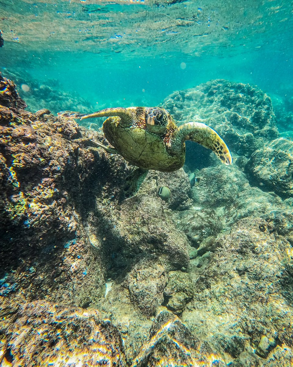 🌊North Shore Oahu🐢 

#seaturtle #turtle #oahu #northshore #hawaii #island #ocean #travelblogger #traveling #adventure