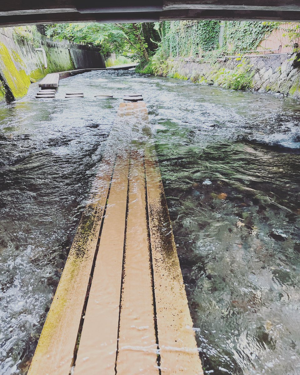 今年は湧水量が多く、源兵衛川も所々飛石が水没していますので、お気をつけて下さい。サンダルが良いですね🩴