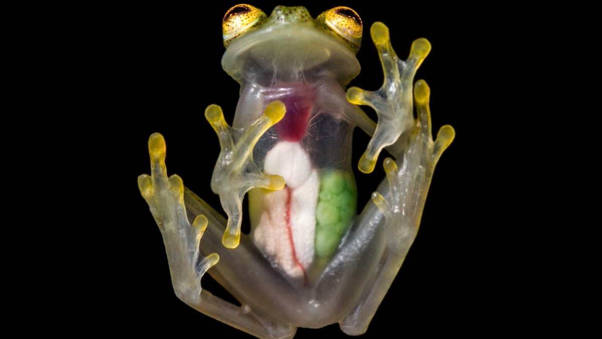 FROG FACTS 🐸   

THE GLASS FROG HAS TRANSLUCENT SKIN, SO YOU CAN SEE ITS INTERNAL ORGANS, BONES AND MUSCLES THROUGH ITS SKIN

YOU CAN EVEN OBSERVE ITS HEART BEATING AND ITS STOMACH DIGESTING FOOD

#PEPE #XRP #XRPL #NFT #XRPNFT