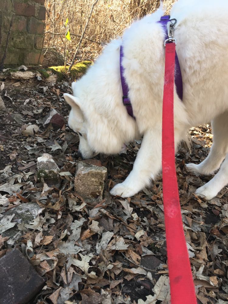 ITickUIUC's tweet photo. Worried about your pup picking up a tick on your next hike? Come by Woodstock Summer in the Parks tomorrow to learn some tick safety tips! https://t.co/UV9Xab3WX0