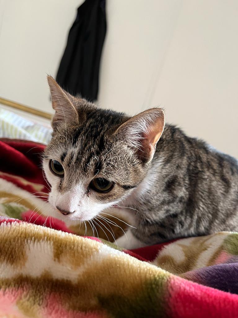 ganizahrah's tweet photo. Looking for a home for the sweetest little boy ever. 

Extremely friendly, loves cuddles and cannot stop purring😭♥️ 

Please contact 0623569212
Or dm @NaufalCader https://t.co/sIYb6sH1sa