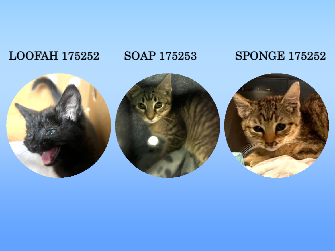 *SHELTER PLEA* 6-8 WEEK LOOFAH AND FRIENDS NEED YOUR HELP!!! BETWEEN A HEAD TILT, URI AND BEING VERY FEARFUL THESE KITTENS NEED SOME TLC AND A LOVING HOME TO THRIVE IN!!!
facebook.com/photo/?fbid=65…