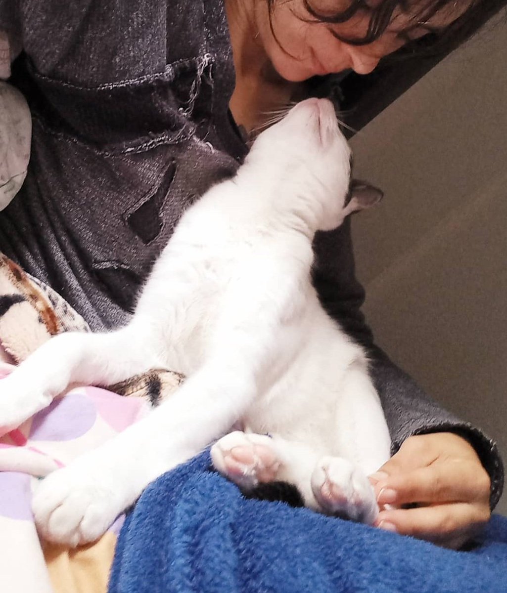 Beterrabafrita1's tweet image. &quot;Los gatos tienen una absoluta honestidad emocional; los seres humanos, por una razón u otra, pueden ocultar sus sentimientos, pero el gato no.&quot; #ErnestHemingway
.
#cat #cats #gatos #catlovers #petfriendly #truelove #gatito #kitten #love #afecto #affection 
.