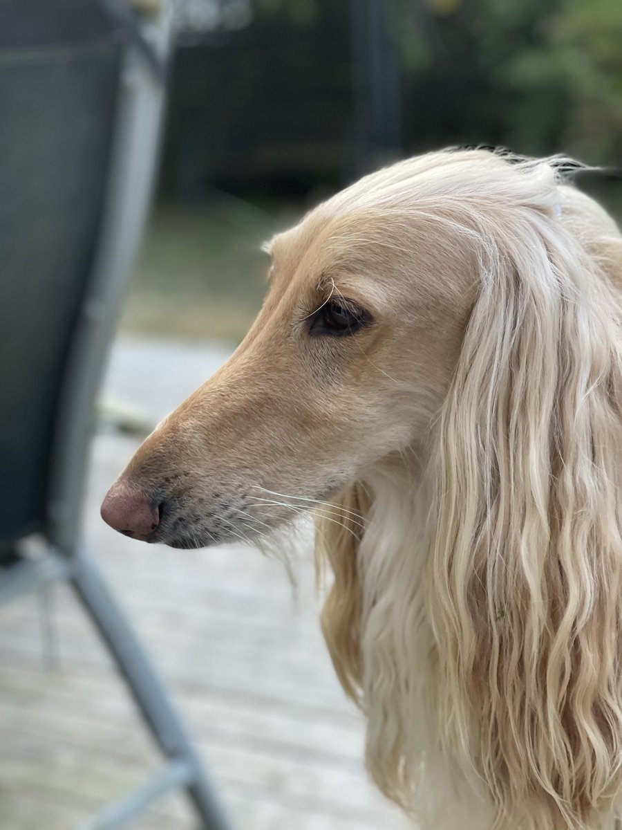 Have a great weekend, my friends!! #legolastheafghanhound #DogsOnTwitter #dogtwitter #dogsofinstagram #dogsoftwitter