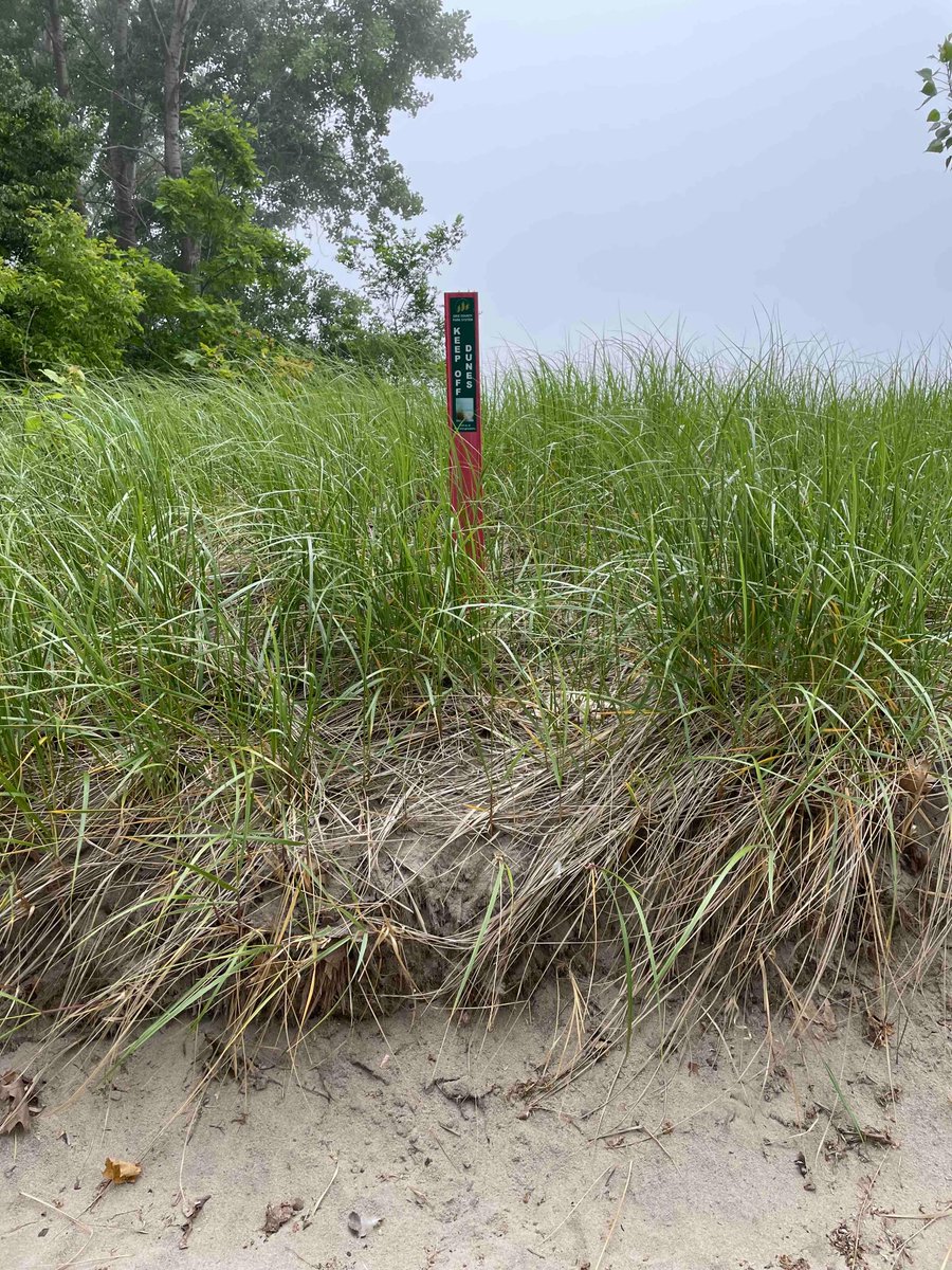 ErieCountyParks's tweet photo. Today is World Sand Dune Day!!
Did you know Bennett Beach offers some of the last sand dunes on this side of Lake Erie? It is important to stay off the sand dunes because they are extremely fragile and easily destroyed. #YourErieCountyParks
#10000acrestoexplore
#bennettbeach https://t.co/XBjPbq0R6Z