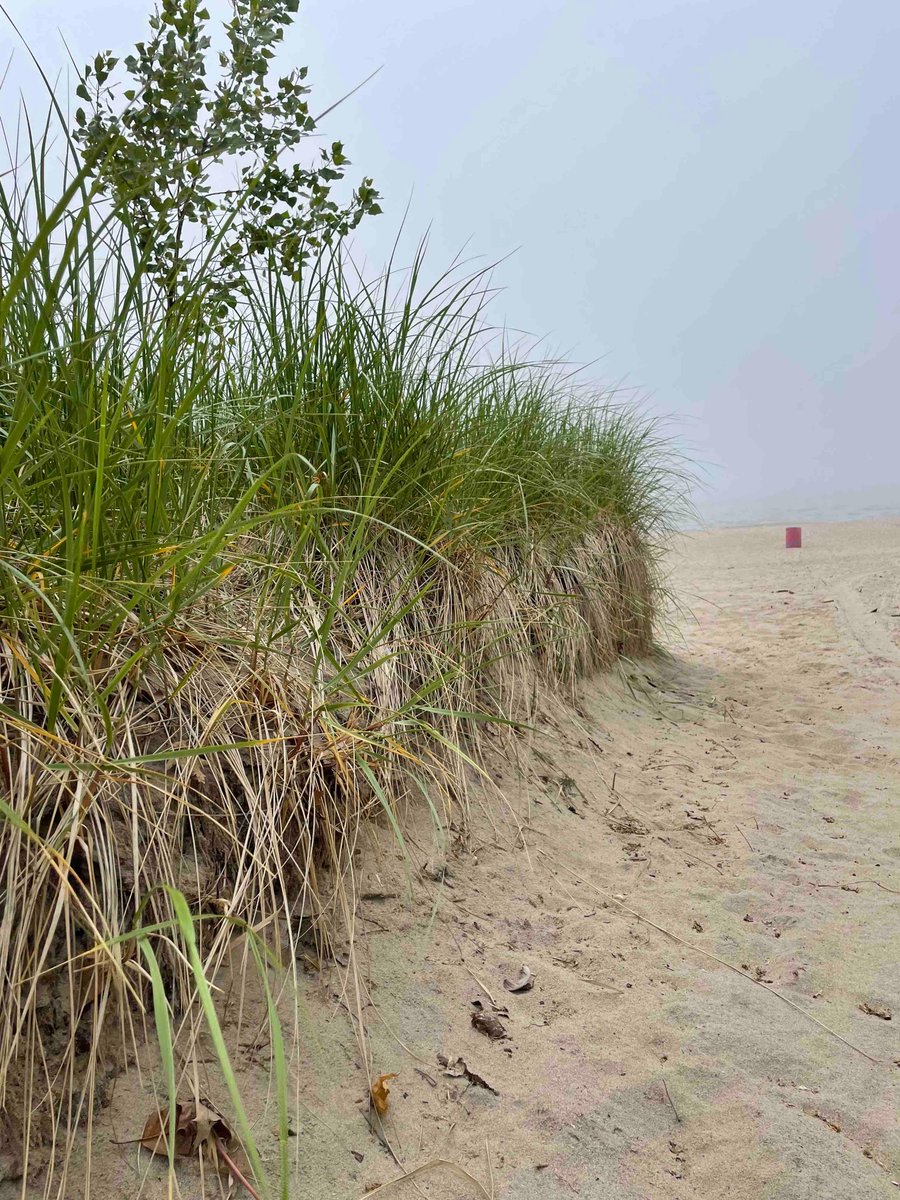 ErieCountyParks's tweet photo. Today is World Sand Dune Day!!
Did you know Bennett Beach offers some of the last sand dunes on this side of Lake Erie? It is important to stay off the sand dunes because they are extremely fragile and easily destroyed. #YourErieCountyParks
#10000acrestoexplore
#bennettbeach https://t.co/XBjPbq0R6Z