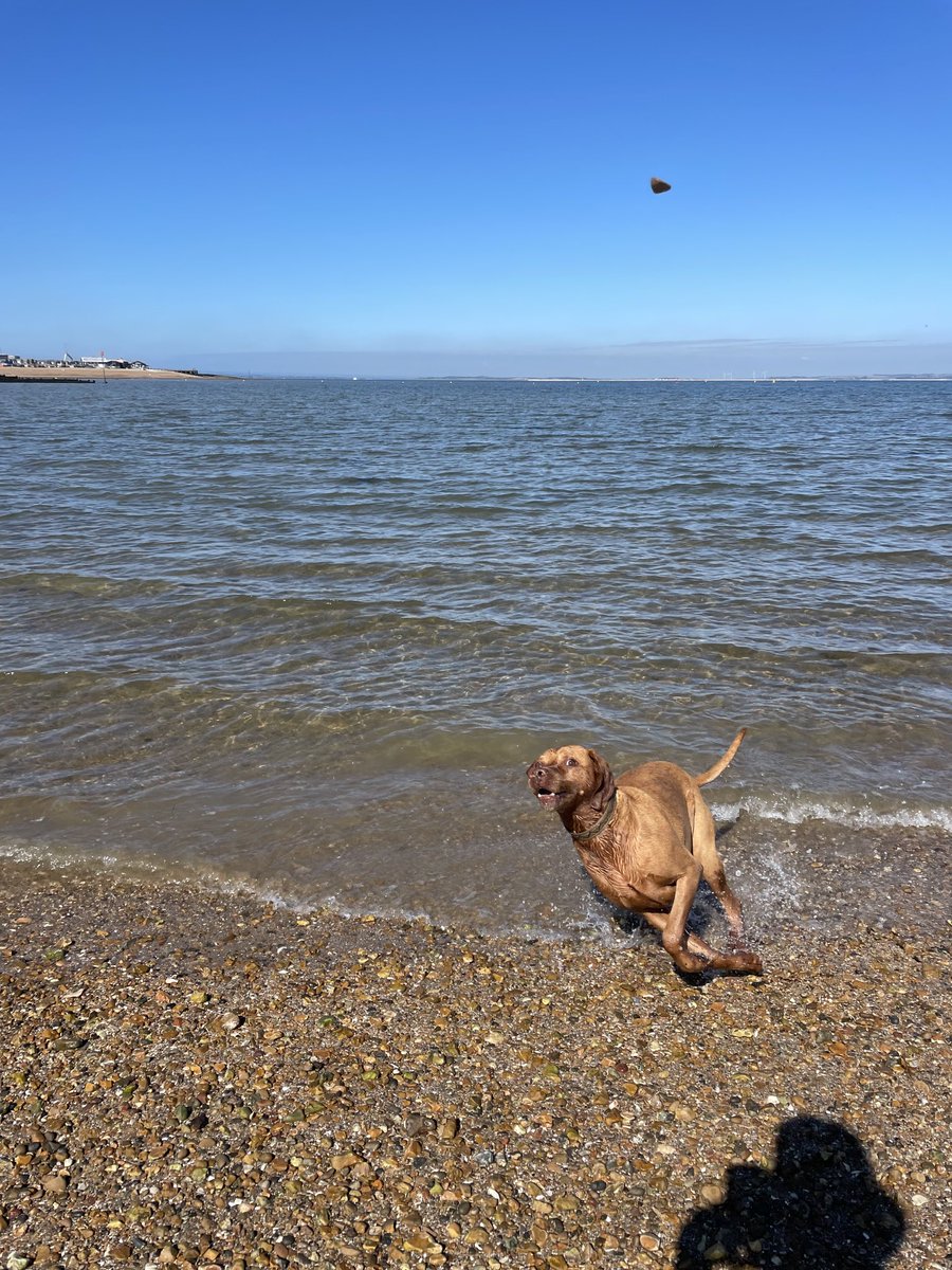 jontyw22's tweet photo. Hello Saturday 😎🏝️🦮 #whitstable #longfriday https://t.co/QAWUrJECUX